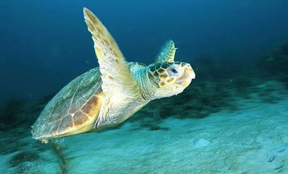 Göçün izinde: Caretta caretta’lar uyduyla takipte 