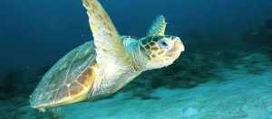 Göçün izinde: Caretta caretta’lar uyduyla takipte 