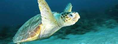 Göçün izinde: Caretta caretta’lar uyduyla takipte 