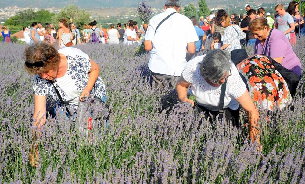 Lavanta Hasat Şenliği için geri sayım başladı